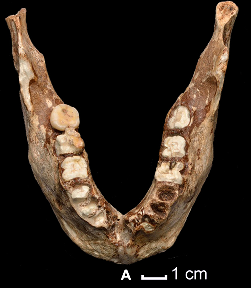 FileTPL2_mandible_occlusal_view.PNG