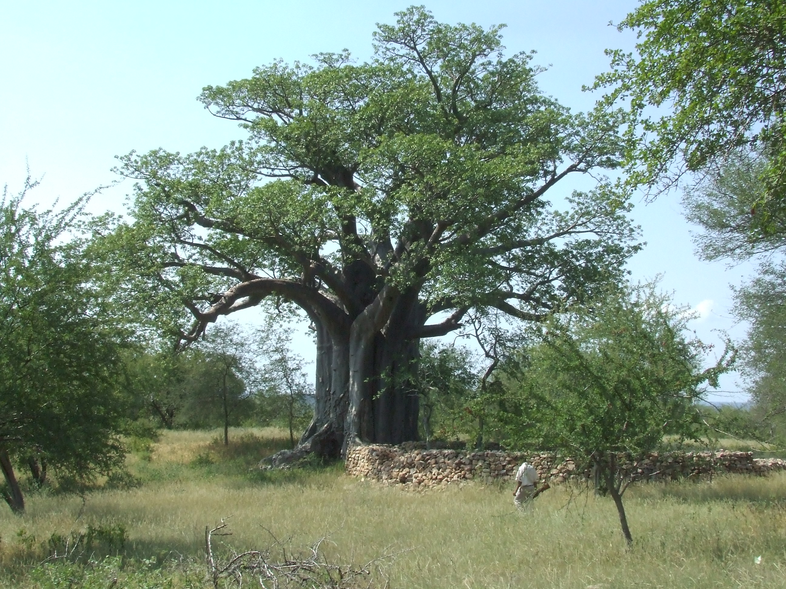 FileBaobabs__Thulamela_Ruins_near_Pafuri_1648014026.jpg