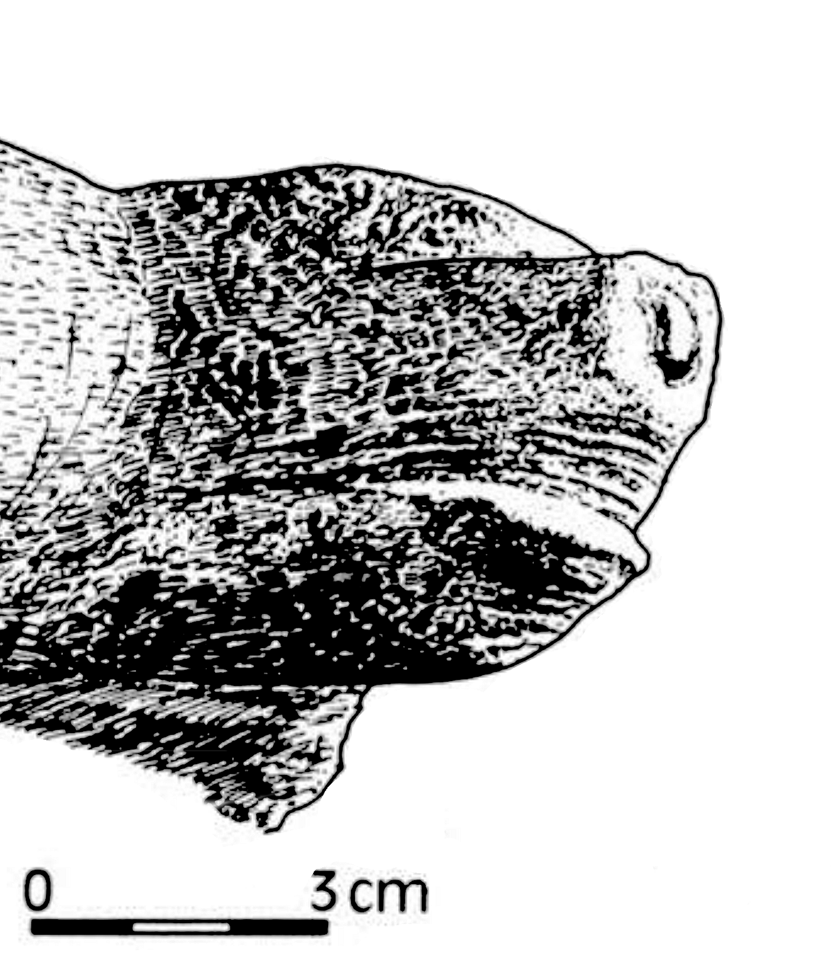 FileTolbaga_sculpted_head_of_a_bear.jpg