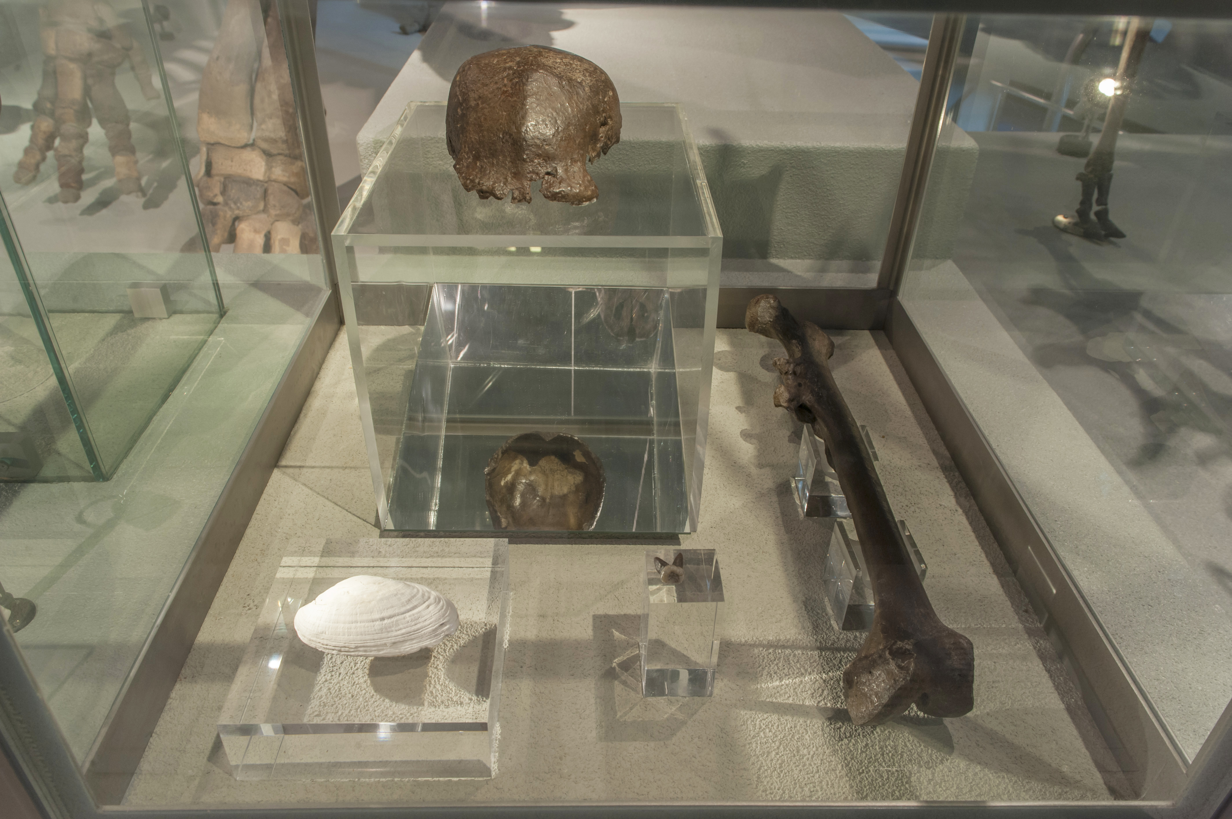 FileNaturalis_Biodiversity_Center_-_Museum_-_Exhibition_Primeval_parade_24_-_Skull_cap_of_Pithecantropus_erectus_now_Homo_erectus.jpg