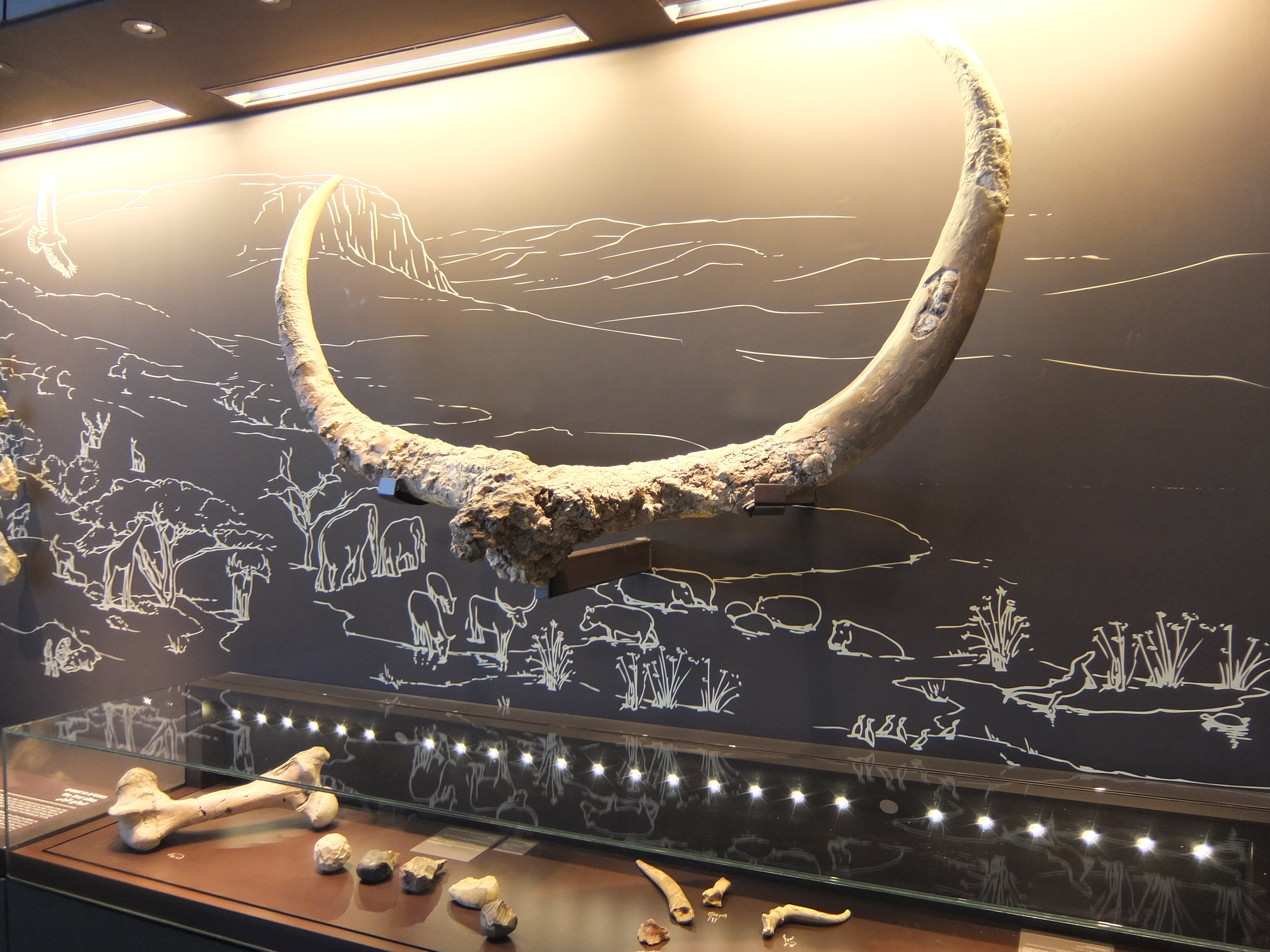 FileUbeidiya_relic_-_bovid_horns.jpg