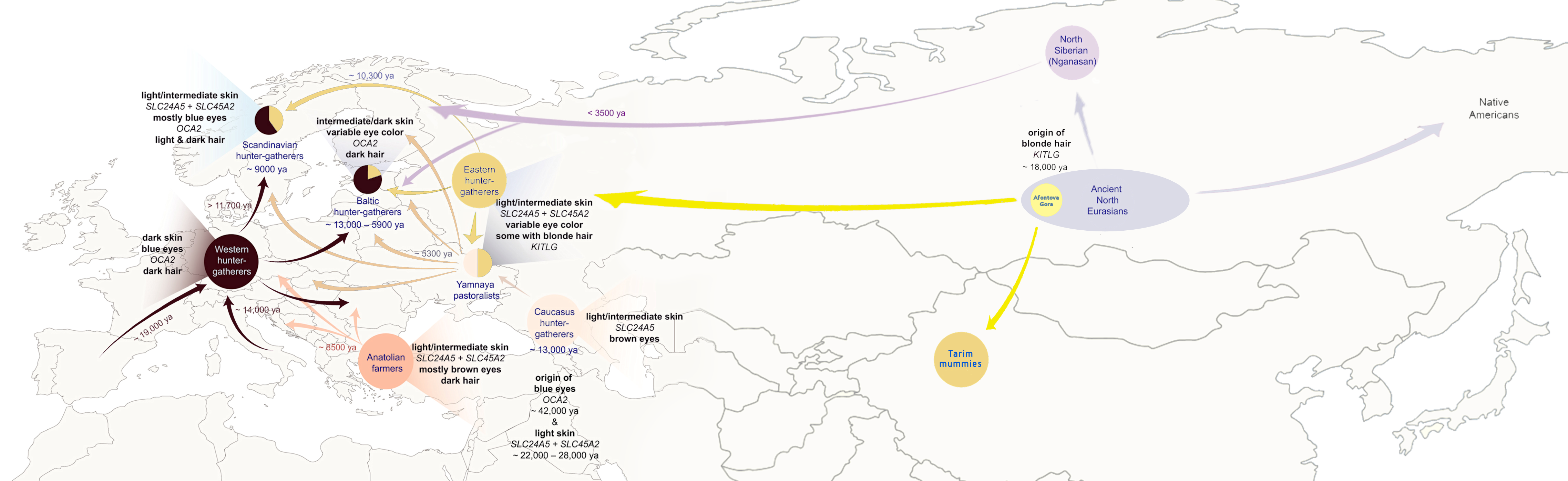 FileArchaeogenetic_analysis_of_human_skin_pigmentation_in_Europe_with_Asia_geographic_extension.png